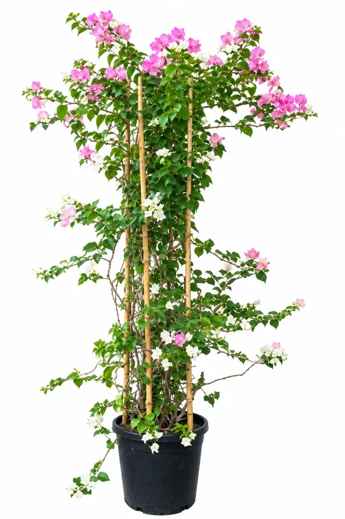 Bougainvillea Glabra Bougainvillea - Bamboo Stick - 30L - OH: 100 cm to 120 cm - Outdoor Plant