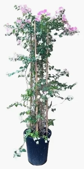 [OP-BOU-GLB-30L-BS-LOC] Bougainvillea Glabra Bougainvillea - Bamboo Stick - 30L - OH: 100 cm to 120 cm - Outdoor Plant