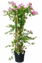 Bougainvillea Glabra Bougainvillea - Bamboo Stick - 30L - OH: 100 cm to 120 cm - Outdoor Plant