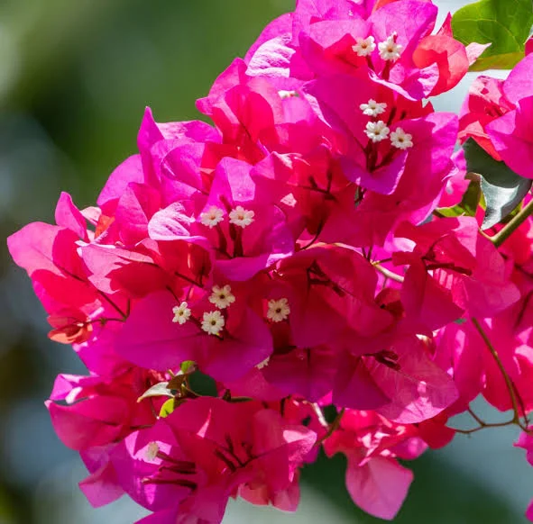 [OP-BOU01C-6L-2F-LOC] Bougainvillea Glabra Bougainvillea Double Flower - OH: 20 cm to 40 cm - 6L Pot - Outdoor Plant