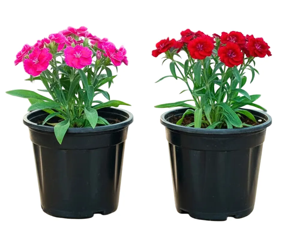 Dianthus Caryophyllus - Dianthus - Mix Color - OH: 10 cm to 15 cm - 6L Pot - Outdoor Plant
