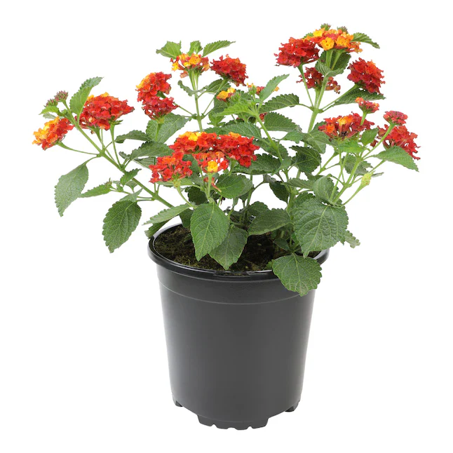[OP-LAN01A-LOC] Common Lantana - Lantana Camara - Mix Color - OH: 10 cm to 15 cm - 6L Pot - Outdoor Plant