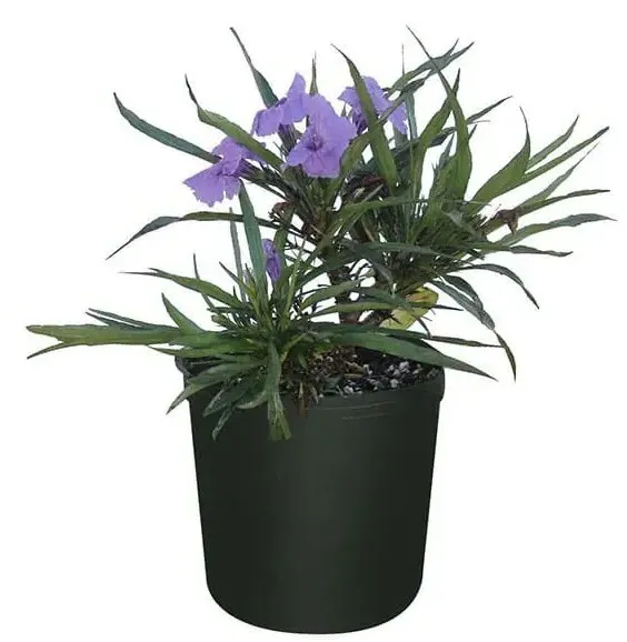 Mexican Petunia - Ruellia Simplex  - OH: 10 cm to 20 cm - 6L Pot - Outdoor Plant