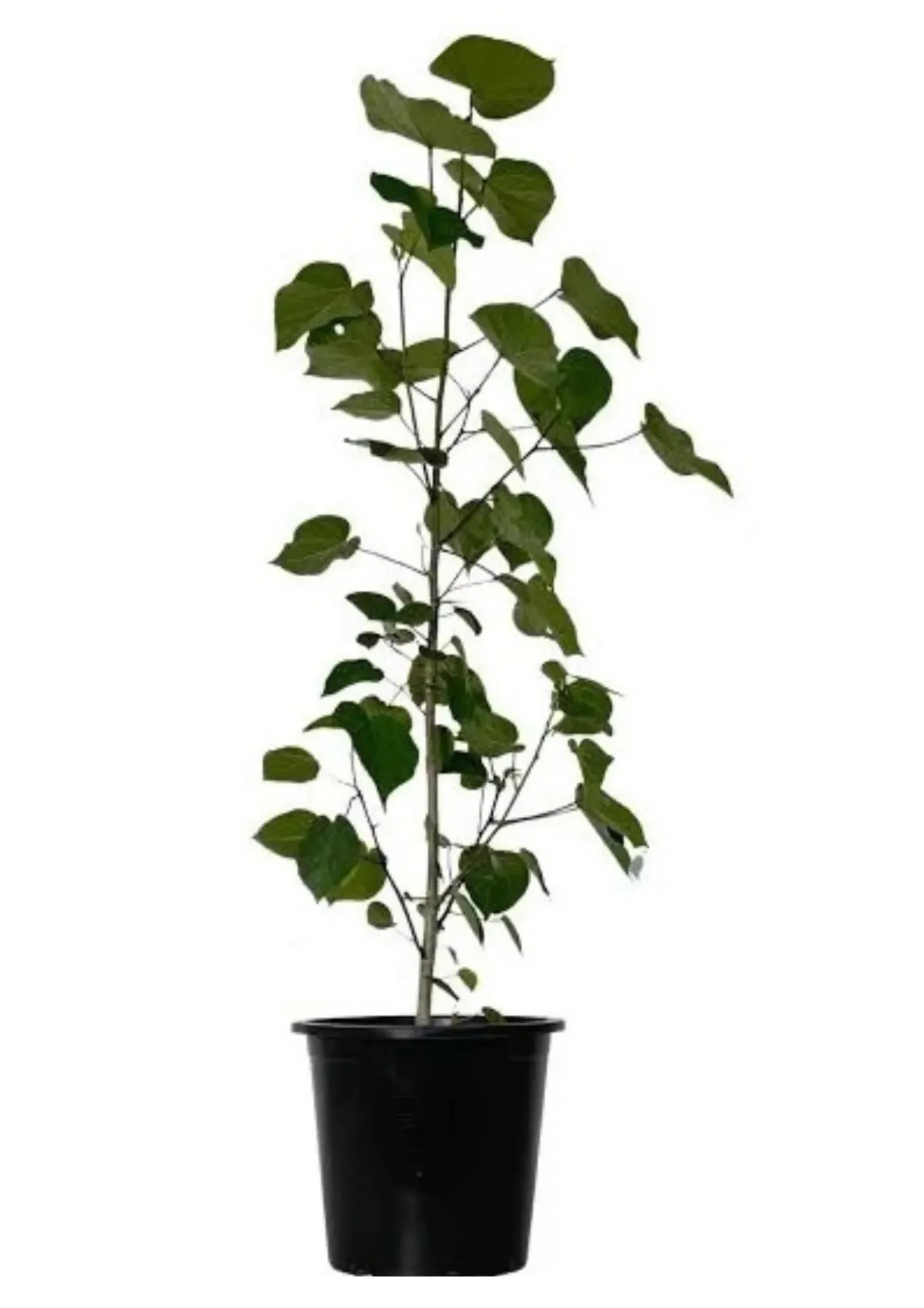 Hibiscus Tiliaceus Rubra - OH: 20 cm to 40 cm - 6L Pot - Outdoor Plant