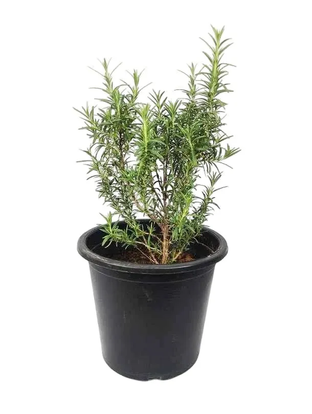 [OP-SAL01A-LOC] Rosemary - Salvia Rosmarinus - OH: 20 cm to 30 cm - 6L Pot - Outdoor Plant