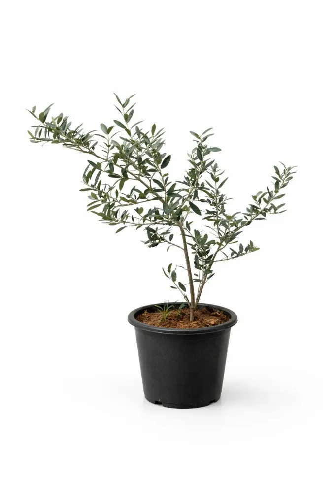 Olive Tree -  Olea European - OH: 20 cm to 30 cm - 6L Pot - Outdoor Plant