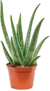 Aloe vera - Aloe barbadense Miller - OH: 20 cm to 40 cm - 6L Pot - Outdoor Plant