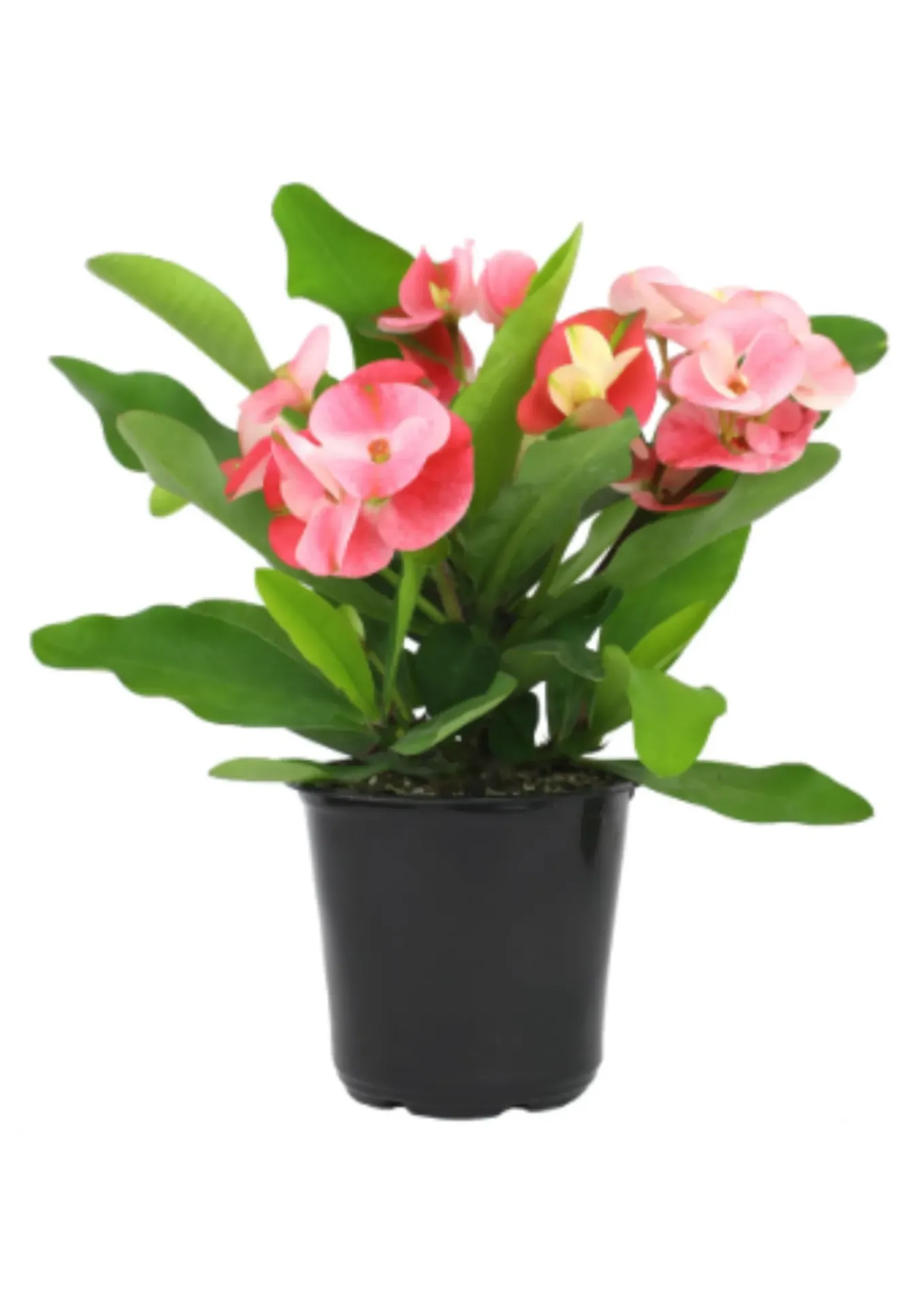 Euphorbia - Euphorbia Milli - Big Flower - OH: 20 cm to 40 cm - 6L Pot - Outdoor Plant