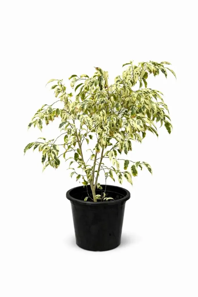 Ficus Benjamin - Ficus 'Starlight - OH: 20 cm to 40 cm - 6L Pot - Outdoor Plant