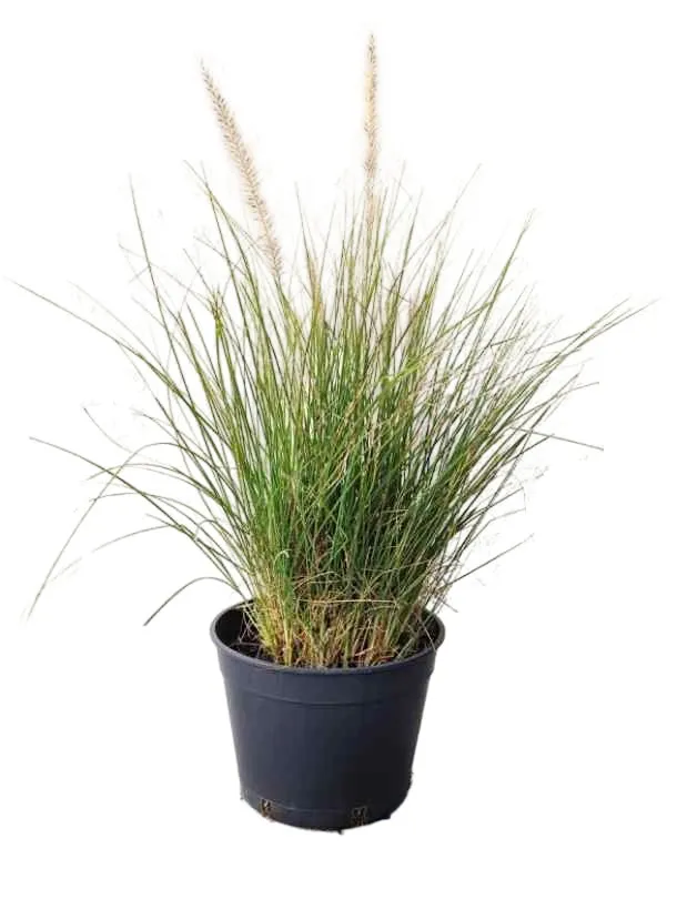 [OP-CEN01C-LOC] Fountain Green Grass - Pennisetum Cenchrus - OH: 20 cm to 40 cm - 6L Pot - Outdoor Plant