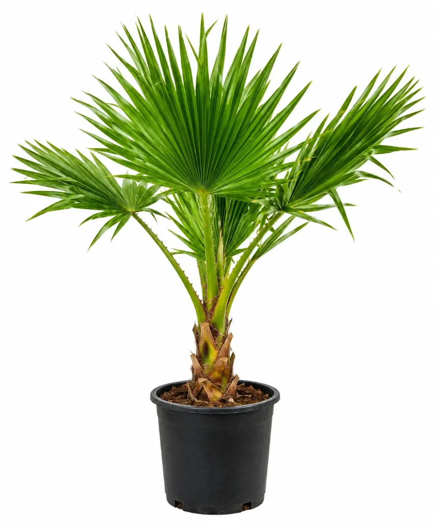 Washingtonian Palm - Washingtonian Robusta - OH: 20 cm to 40 cm - 10L Pot - Outdoor Plant