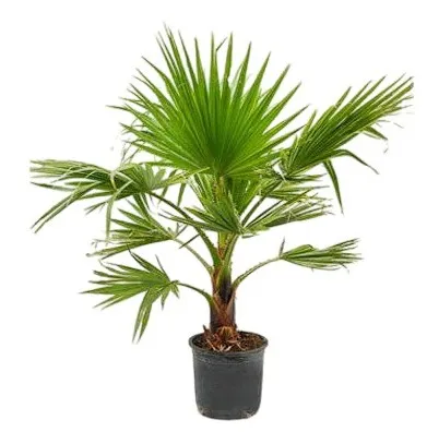 Washingtonian Palm - Washingtonian Robusta - OH: 20 cm to 40 cm - 6L Pot - Outdoor Plant
