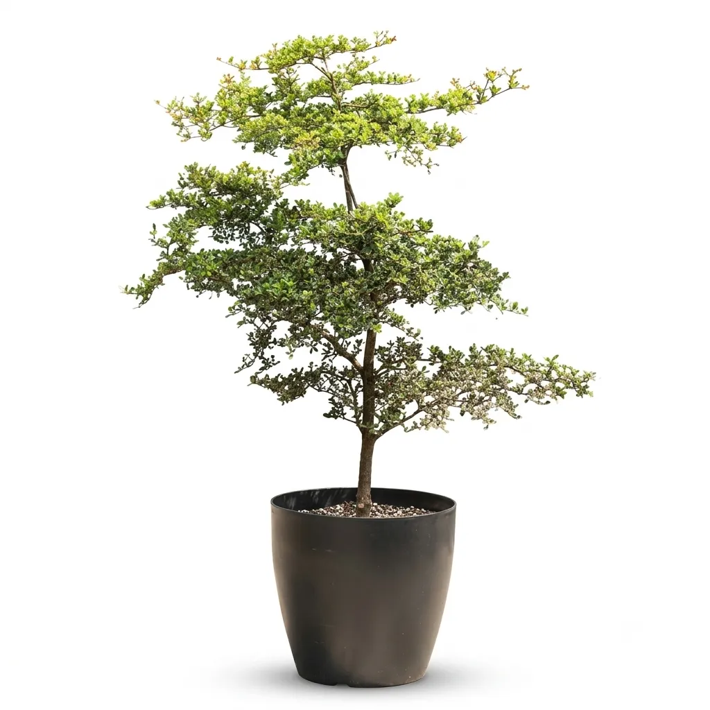 Bucida Buceras - Terminalia Buceras - OH: 40 cm to 60 cm - 18L/30L Pot - Outdoor Plant