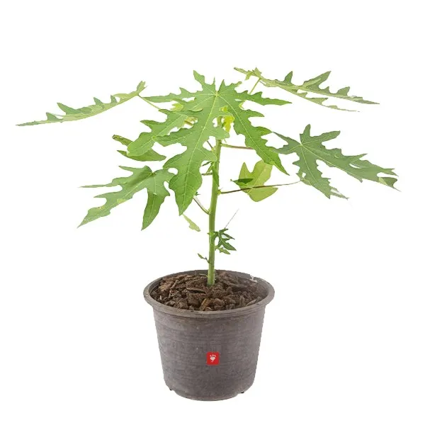 Papaya - Carica Papaya - OH: 20 cm to 40 cm - 6L Pot - Outdoor Plant
