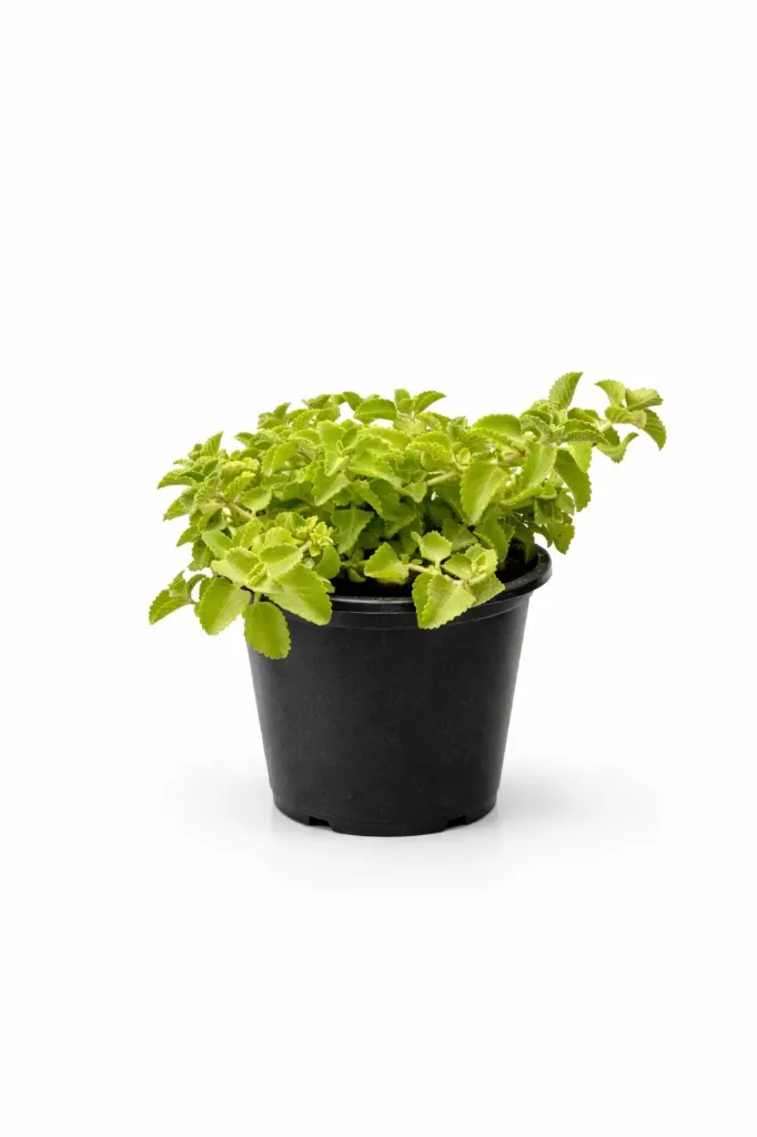 [OP-SYR01A-LOC] Zaatar - Origanum Syriacum- OH: 10 cm to 20 cm - 6L Pot - Outdoor Plant