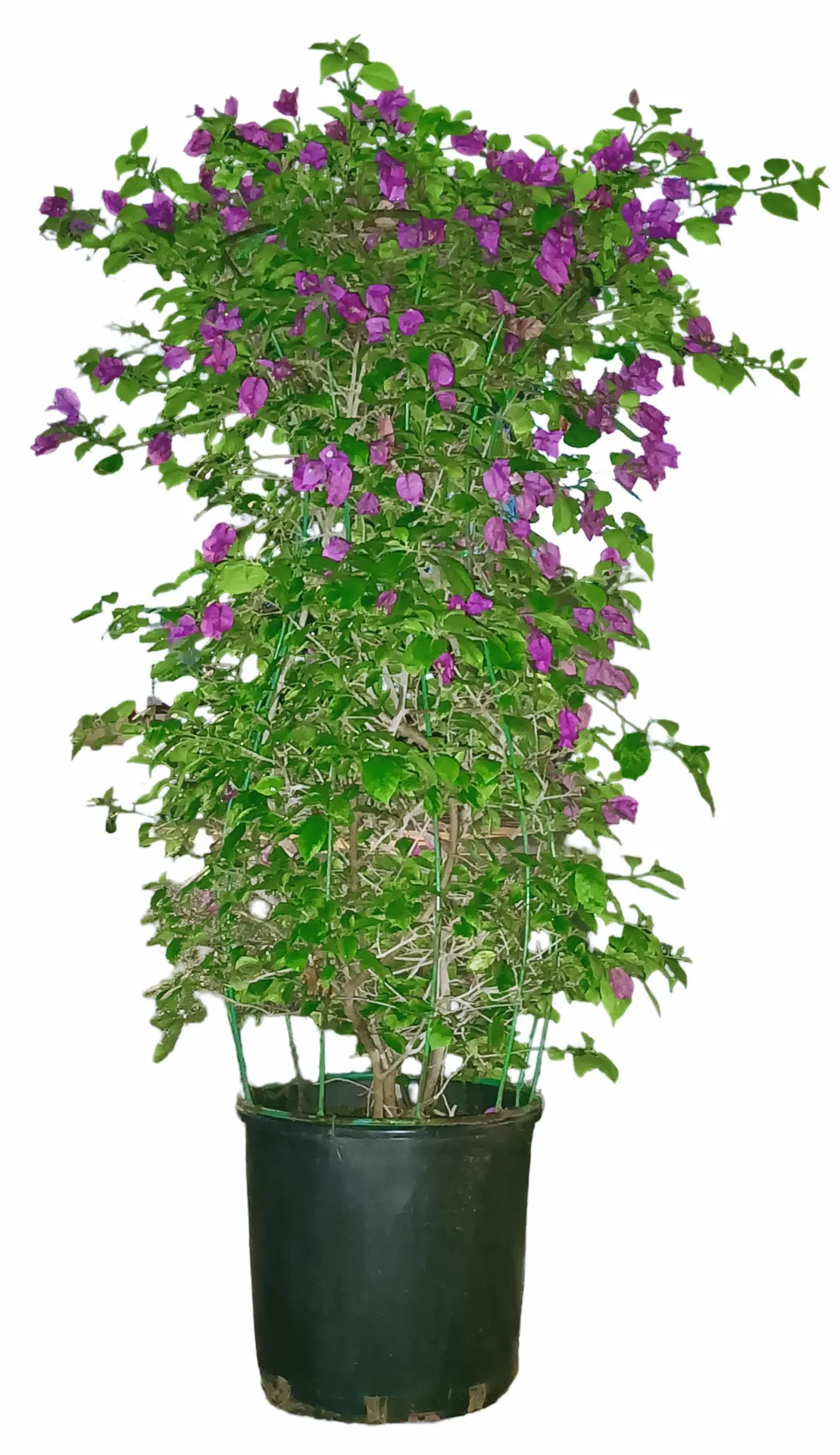 [OP-BOU01F--LOC] Bougainvillea Glabra Bougainvillea - Thermos Shape - OH: 60 cm to 80 cm - Outdoor Plant