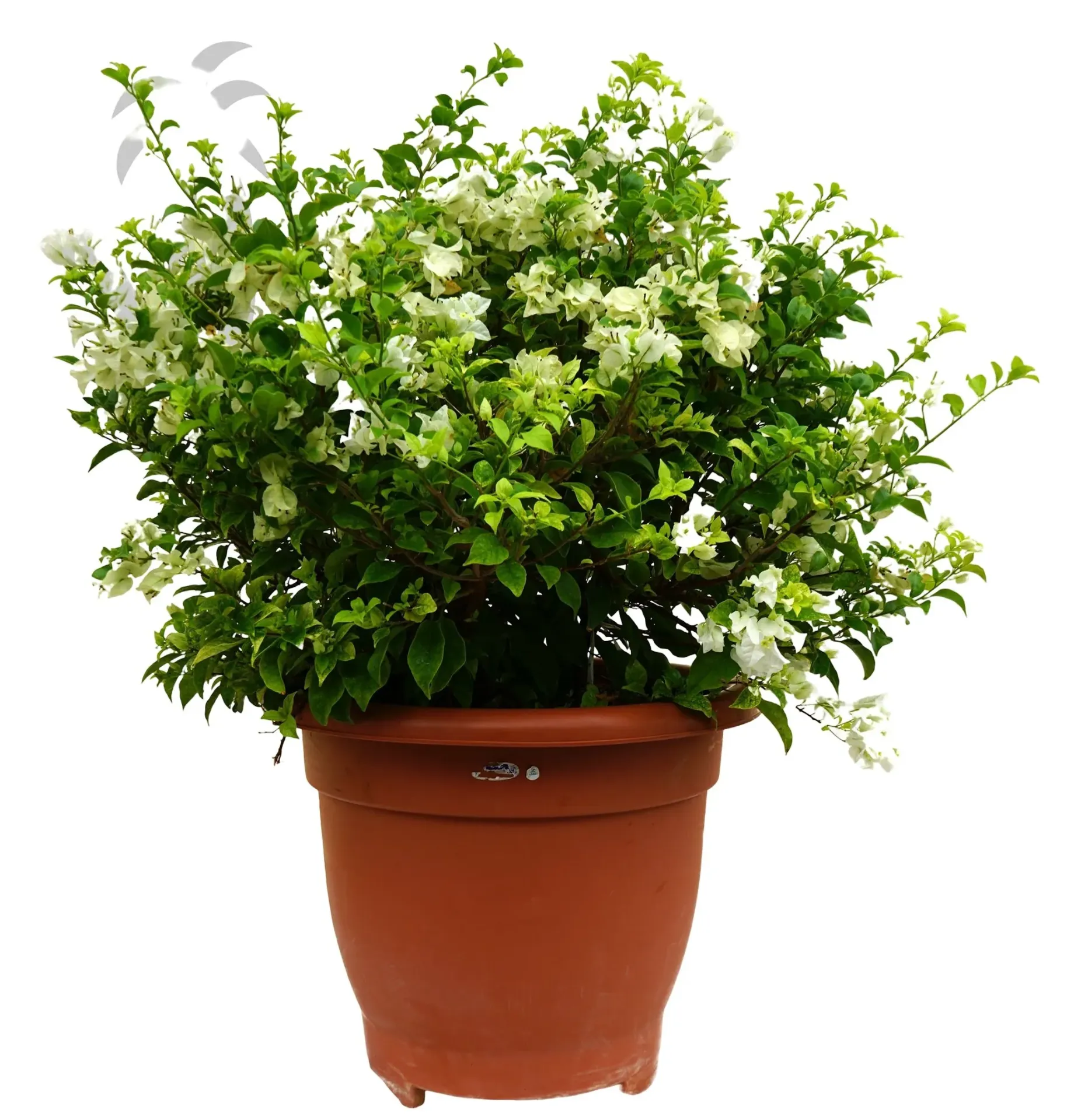 Bougainvillea Glabra Bougainvillea - OH: 40 cm to 60 cm - TC Pot -  Outdoor Plant