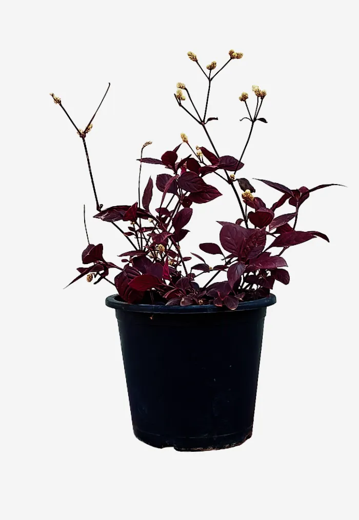 Brazilian Joyweed Alternanthera Brasiliana - OH: 20 cm to 30 cm - 6L Pot - Outdoor Plant