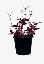 Brazilian Joyweed Alternanthera Brasiliana - OH: 20 cm to 30 cm - 6L Pot - Outdoor Plant