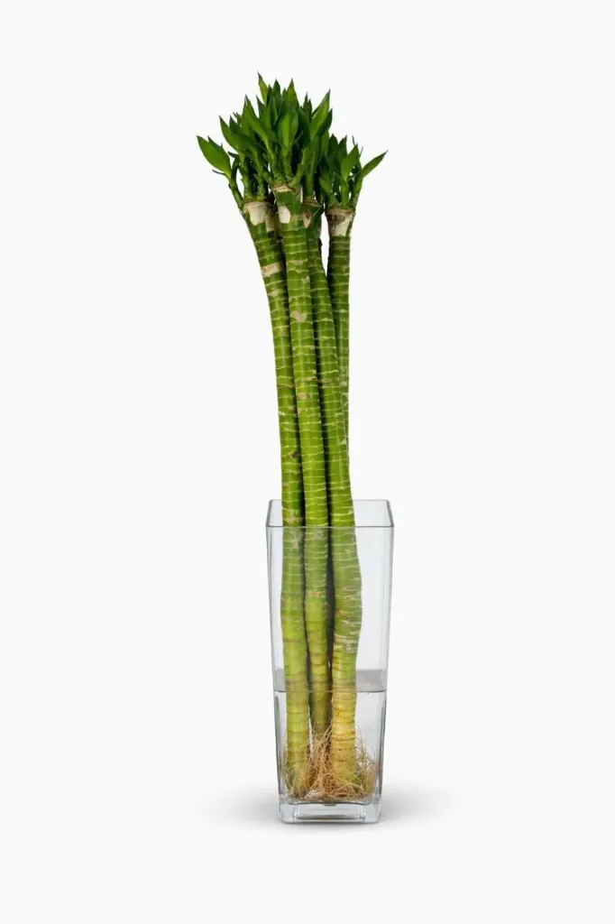 [IP-DRA01K-LOC] Tiger Lucky Bamboo Stick - Dracaena Sanderiana -OH: 50 cm to 60 cm - Indoor Plant