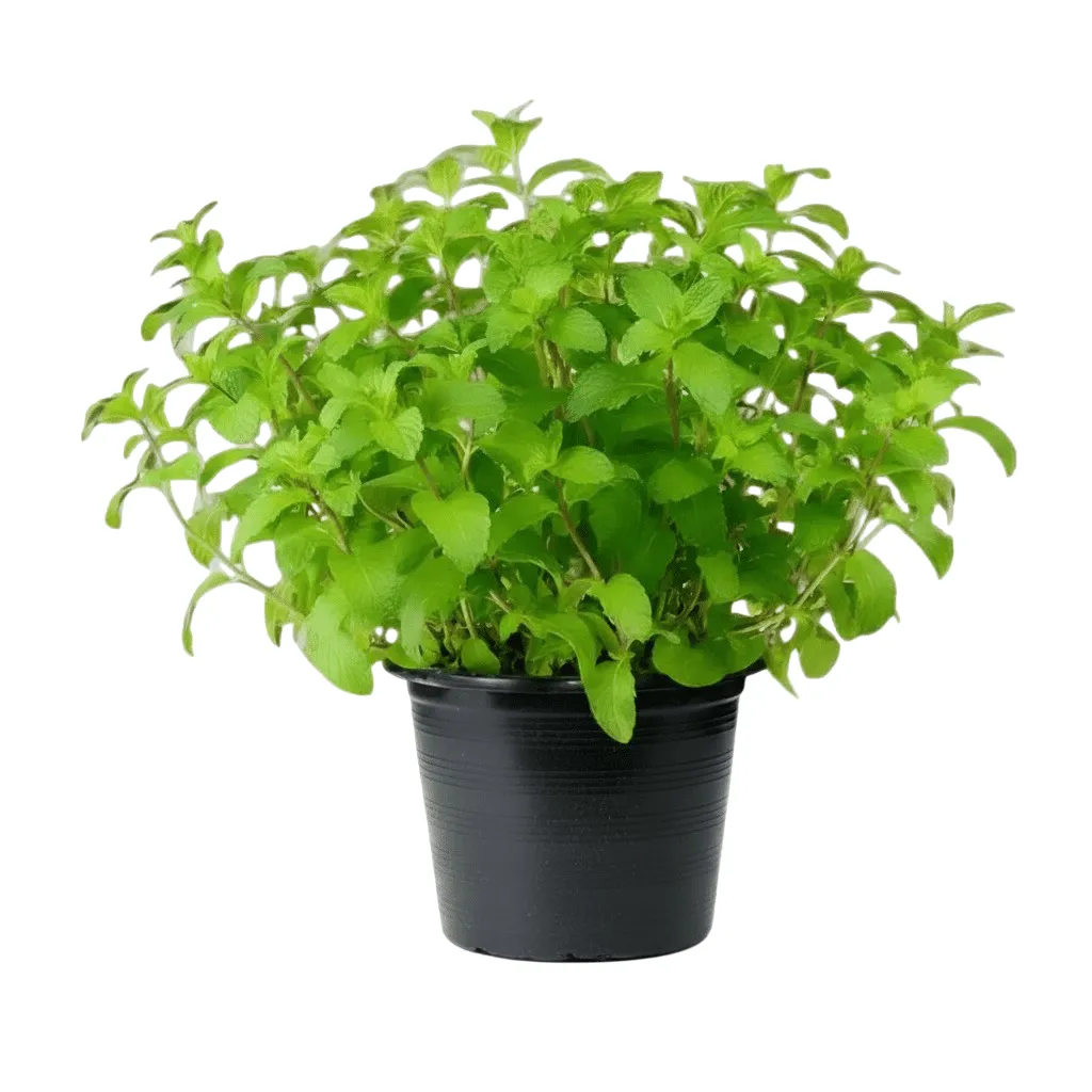 [OP-MEN01A-LOC] Spearmint - Mentha Spicata - OH: 10 cm to 20 cm - 6L Pot - Outdoor Plant