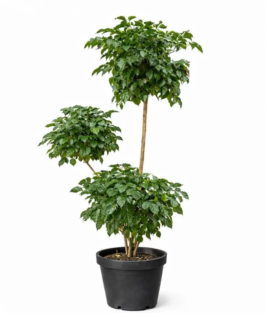 China Doll - RadermacherAsinica - 3 Head - OH: 100 cm to 120 cm - Indoor Plant