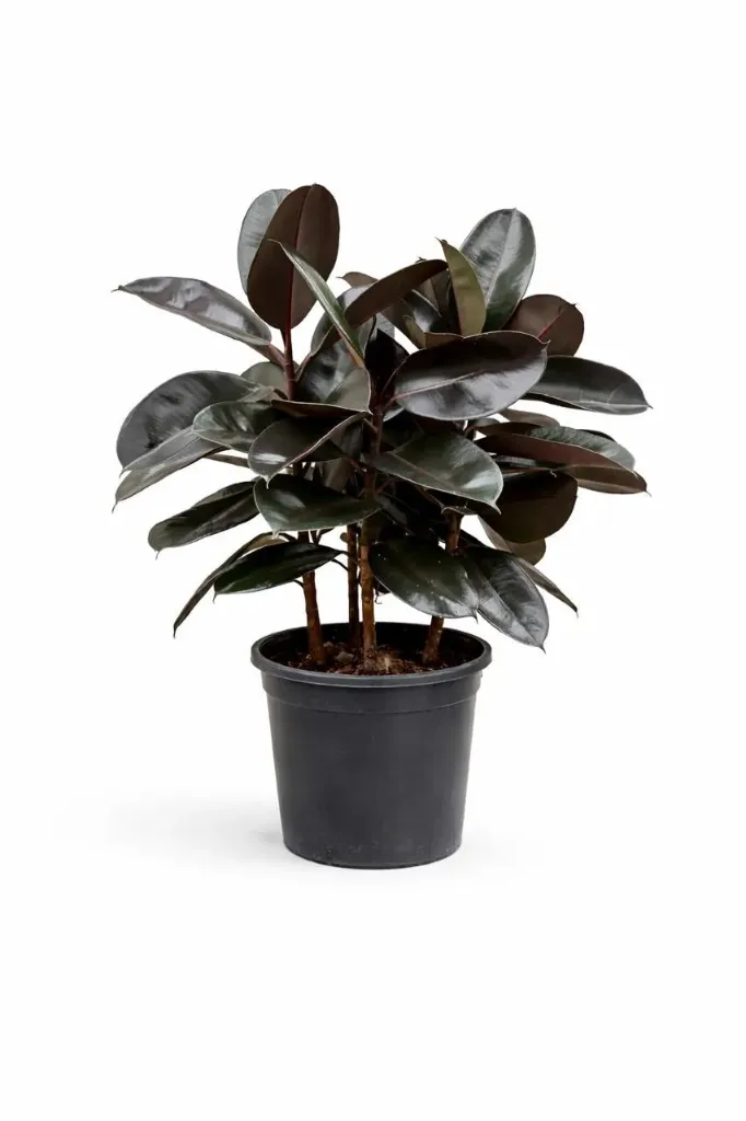 Rubber Plant - Ficus Elastica - 4 Stamp  - OH: 60 cm to 80 cm Indoor Plant