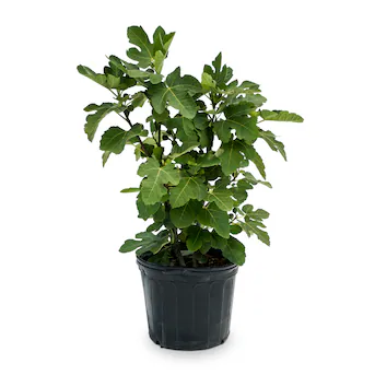 Common Fig - Ficus Carica - OH: 20 cm to 40 cm - 6/8L Pot - Outdoor Plant