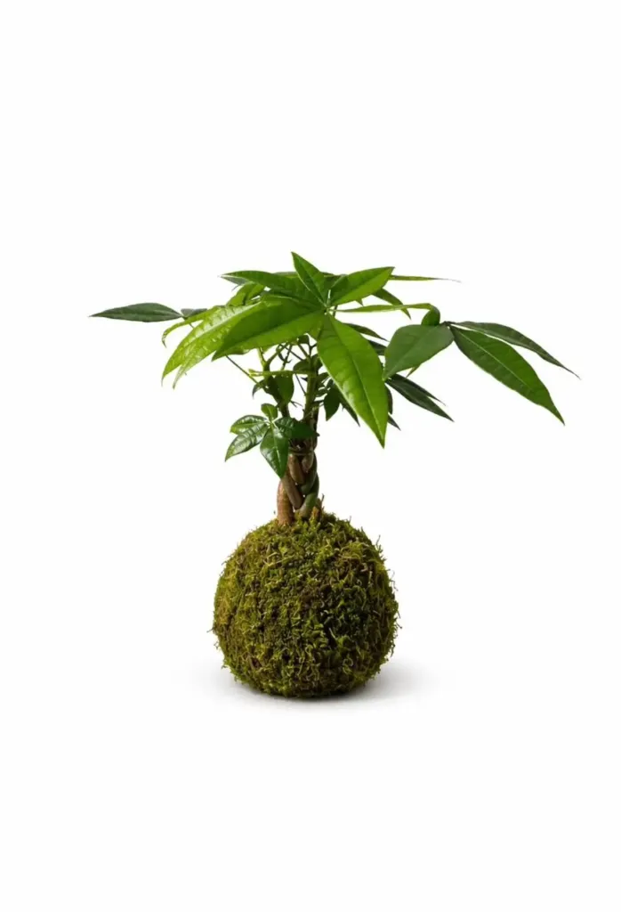 [IP-PAC01N-LOC] Money Tree - Pachira Aquatica - Twisted trunk - One Head - OH: 20 cm to 30 cm - Indoor Plant