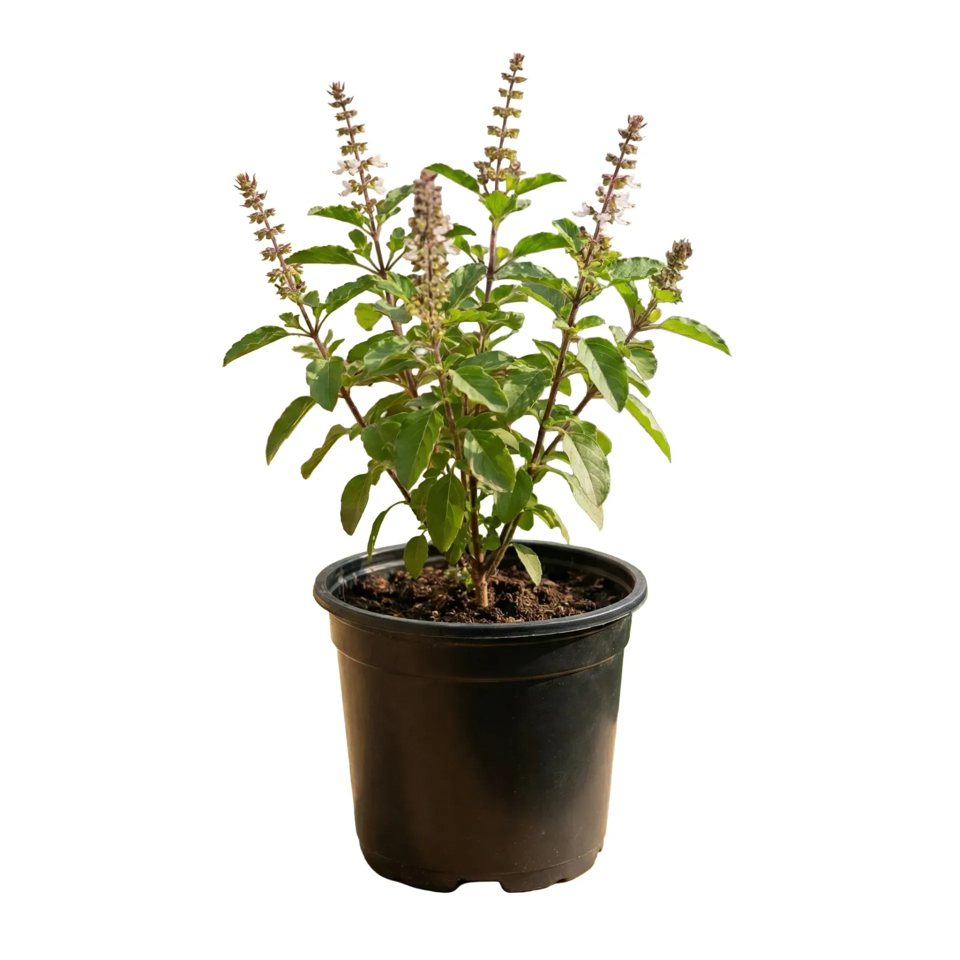 [OP-OCI01A-TULSI-LOC] Holy Basil Tulsi - Ocimum Tenuiflorum - OH: 10 cm to 20 cm - 6L Pot - Outdoor Plant