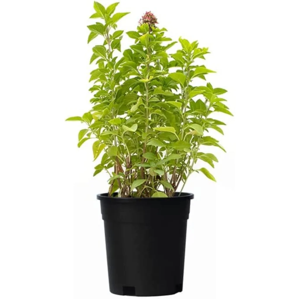 Sweet Basil Rehan - Ocimum Basilicum - OH: 10 cm to 20 cm - 6L Pot - Outdoor Plant
