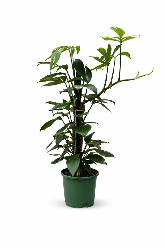 [IP-RHA01C-LOC] Philodendron - Rhaphidophora Decursiva - OH: 60 cm to 80 cm - Moss Stick - Indoor plant