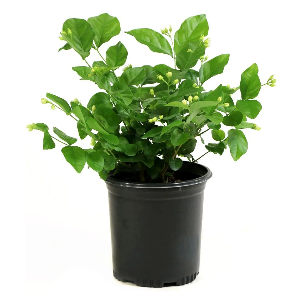 [OP-JAS01A-SAM-LOC] Arabian Jasmine - Jasmine Sambac - OH: 20 cm to 30 cm - 6L Pot - Outdoor Plant