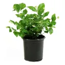Arabian Jasmine - Jasmine Sambac - OH: 20 cm to 30 cm - 6L Pot - Outdoor Plant