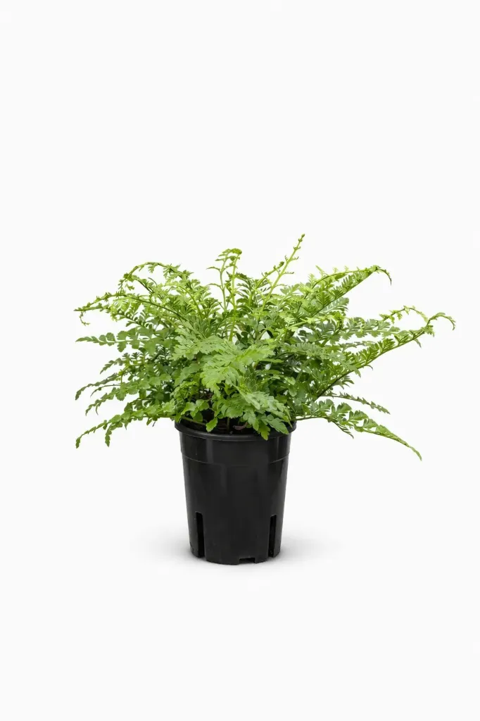 [IP-ASP-PAR-01A] Mother Fern - Asplenium Parvati - OH: 40 cm to 50 cm - Indoor Plant