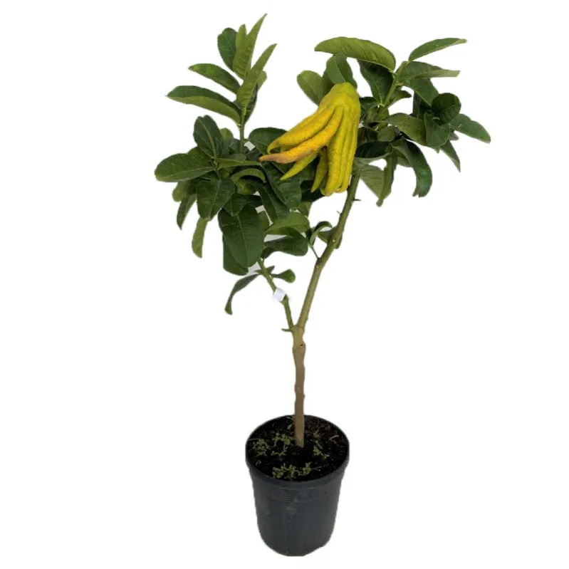 Fingered Citron - Citrus Medica var. Sarcodactylis - Bamboo Stick - 10 L - OH: 100 cm to 120 cm - Outdoor Plant