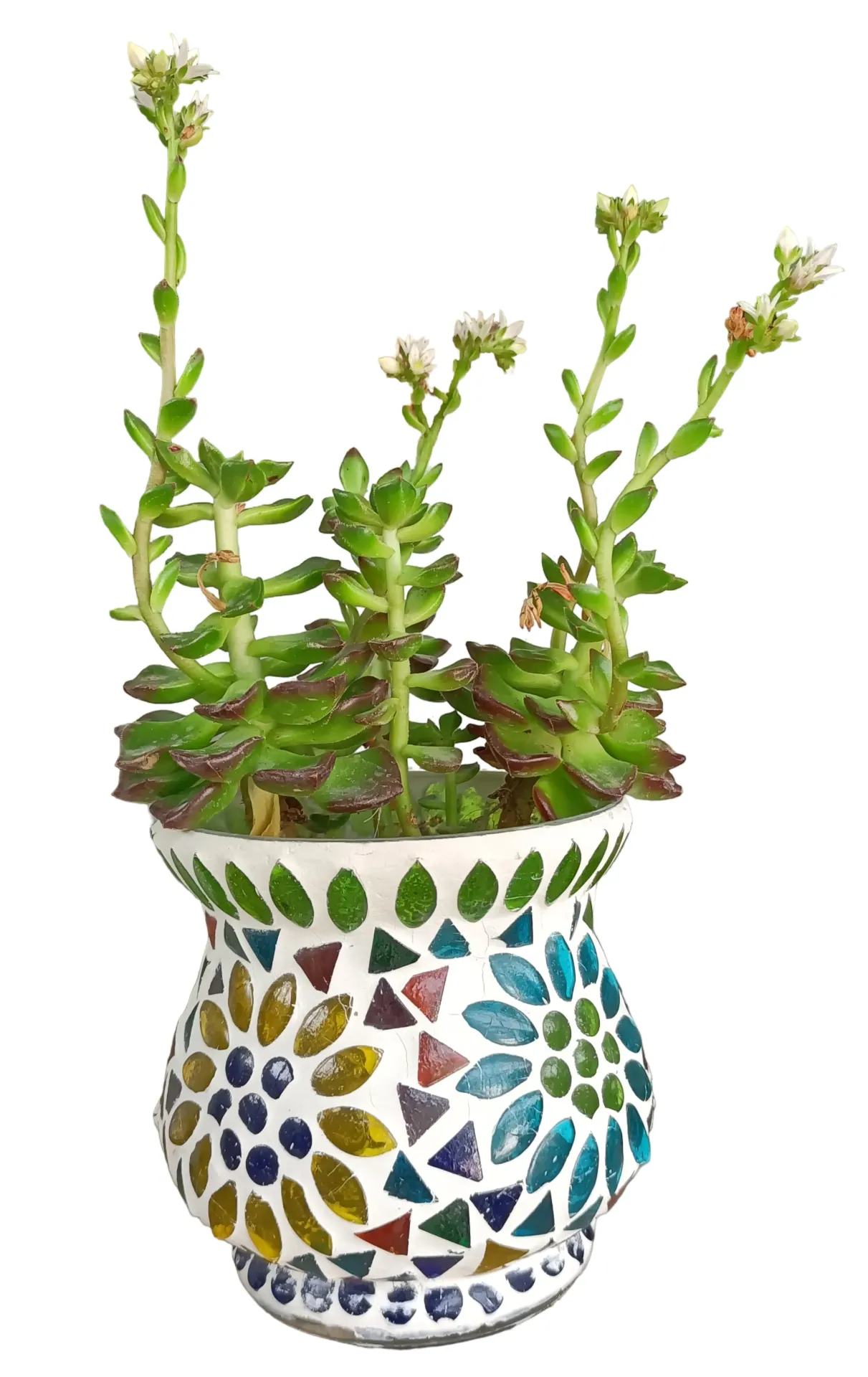 Echeveria -  Crassulaceae - OH: 5 cm to 10 cm - With Hand Made Ceramic Pot - Indoor Plant