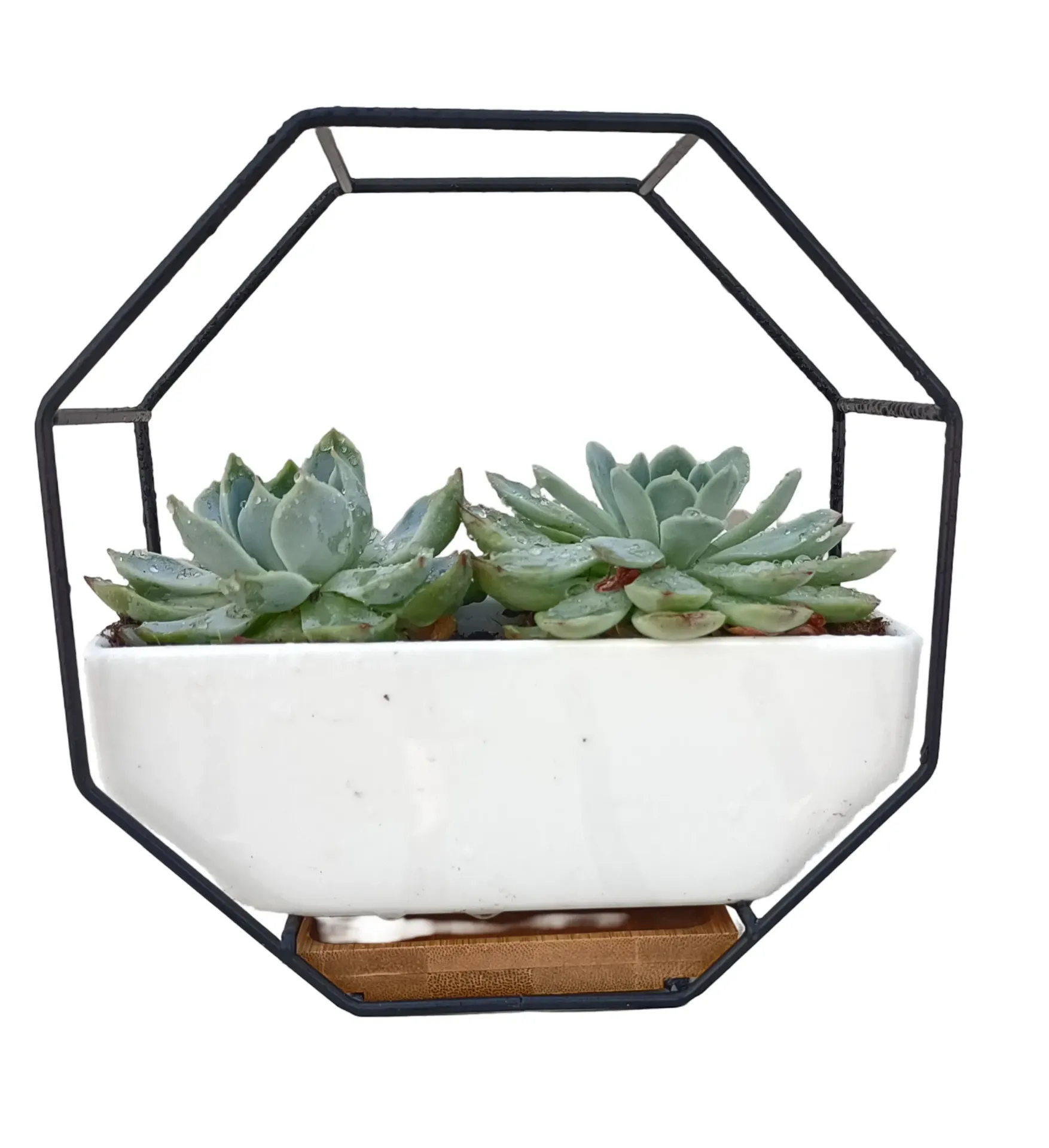 [IP-ECH01D-LOC] Echeveria -  Crassulaceae - OH: 5 cm to 10 cm - With Matle Stand White - Ceramic Pot - Indoor Plant