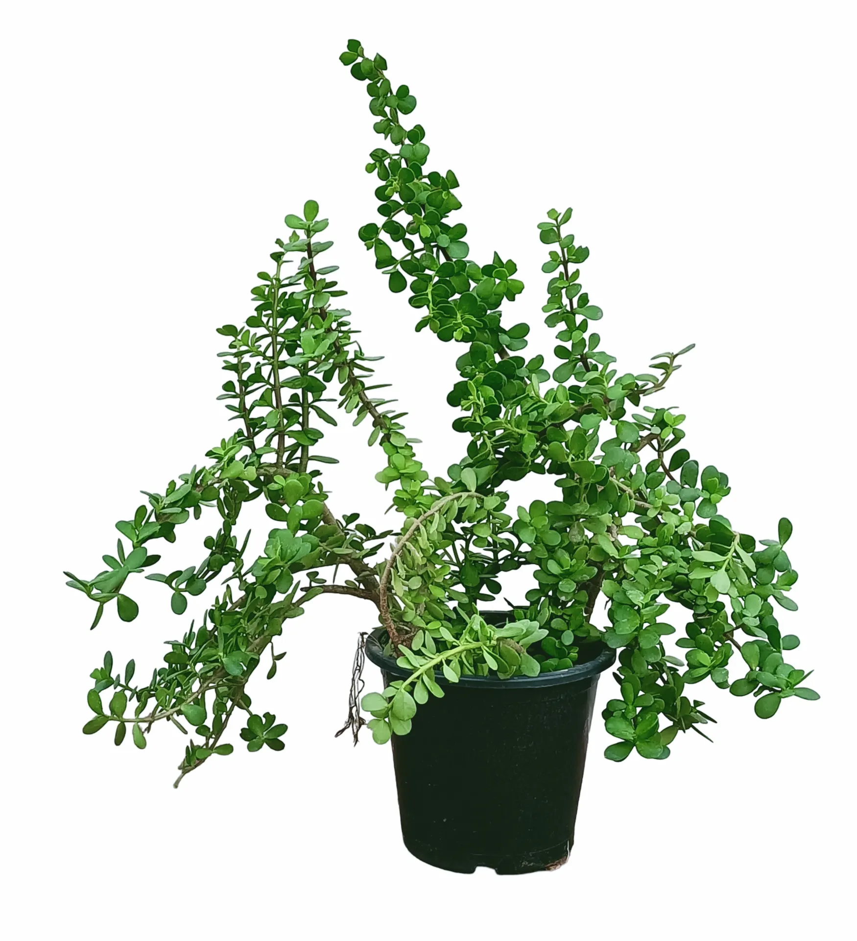 Elephant Bush Plant – Portulacaria afra - Jade Plant - OH: 20 cm to 40 cm - Outdoor Plant