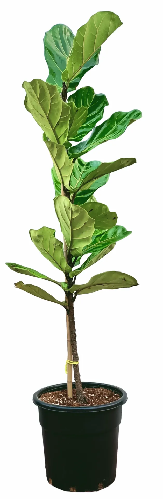 Fiddle Leaf Fig Plant - Ficus Lyrata - OH: 60 cm to 80 cm - Indoor Plant