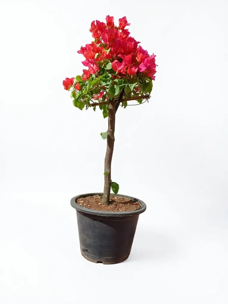 [OP-BOU-GLA-UMB01A-LOC] Bougainvillea Glabra Bougainville Umbrella Shape - 10L - OH: 30 cm to 40 cm - Outdoor Plant