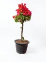 Bougainvillea Glabra Bougainville Umbrella Shape - 10L - OH: 30 cm to 40 cm - Outdoor Plant