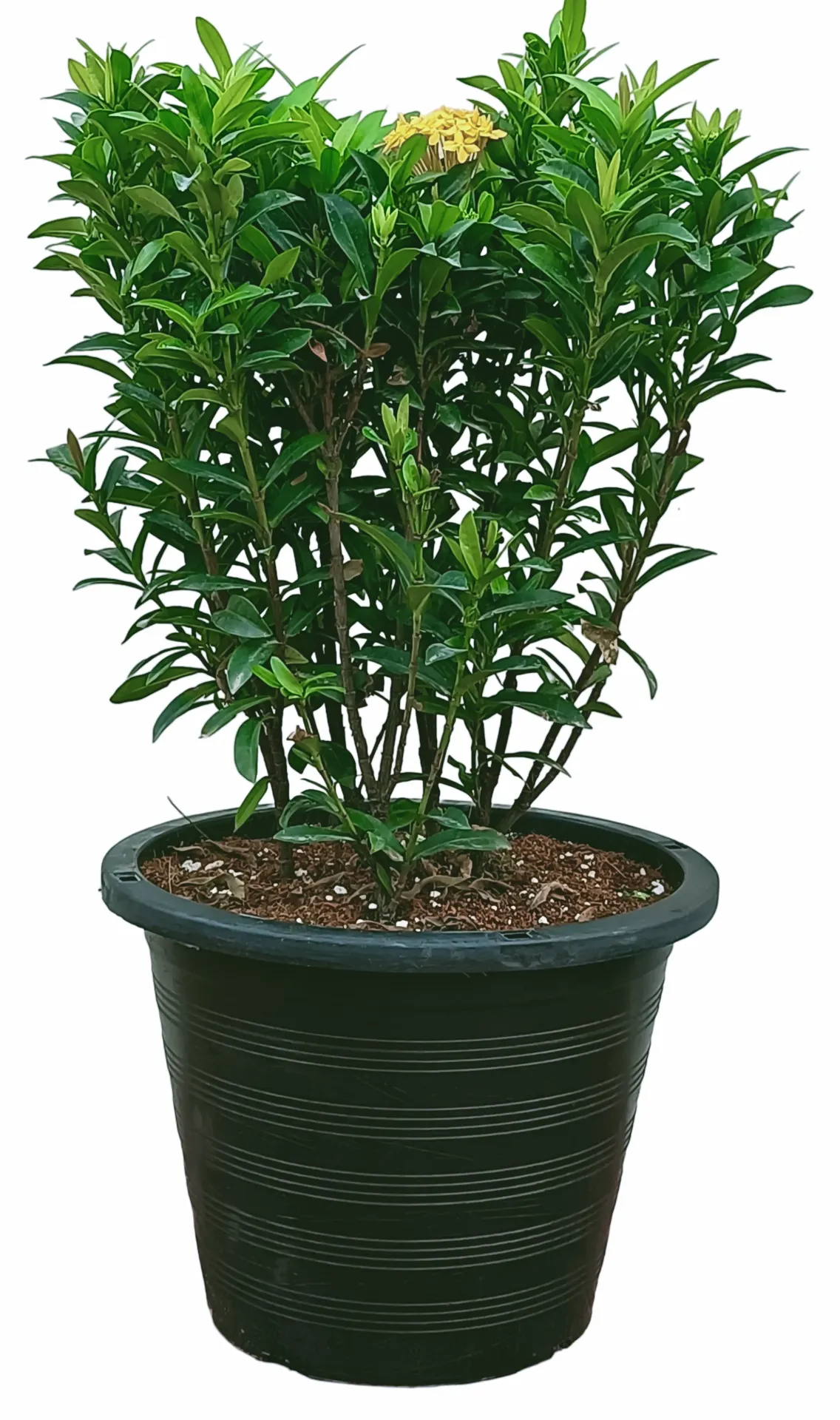 [OP-IXO-CHN01A-LOC] Jungle Flame - Ixora chinensis - Yellow Color - 10L - OH: 30 cm to 40 cm - Outdoor Plant