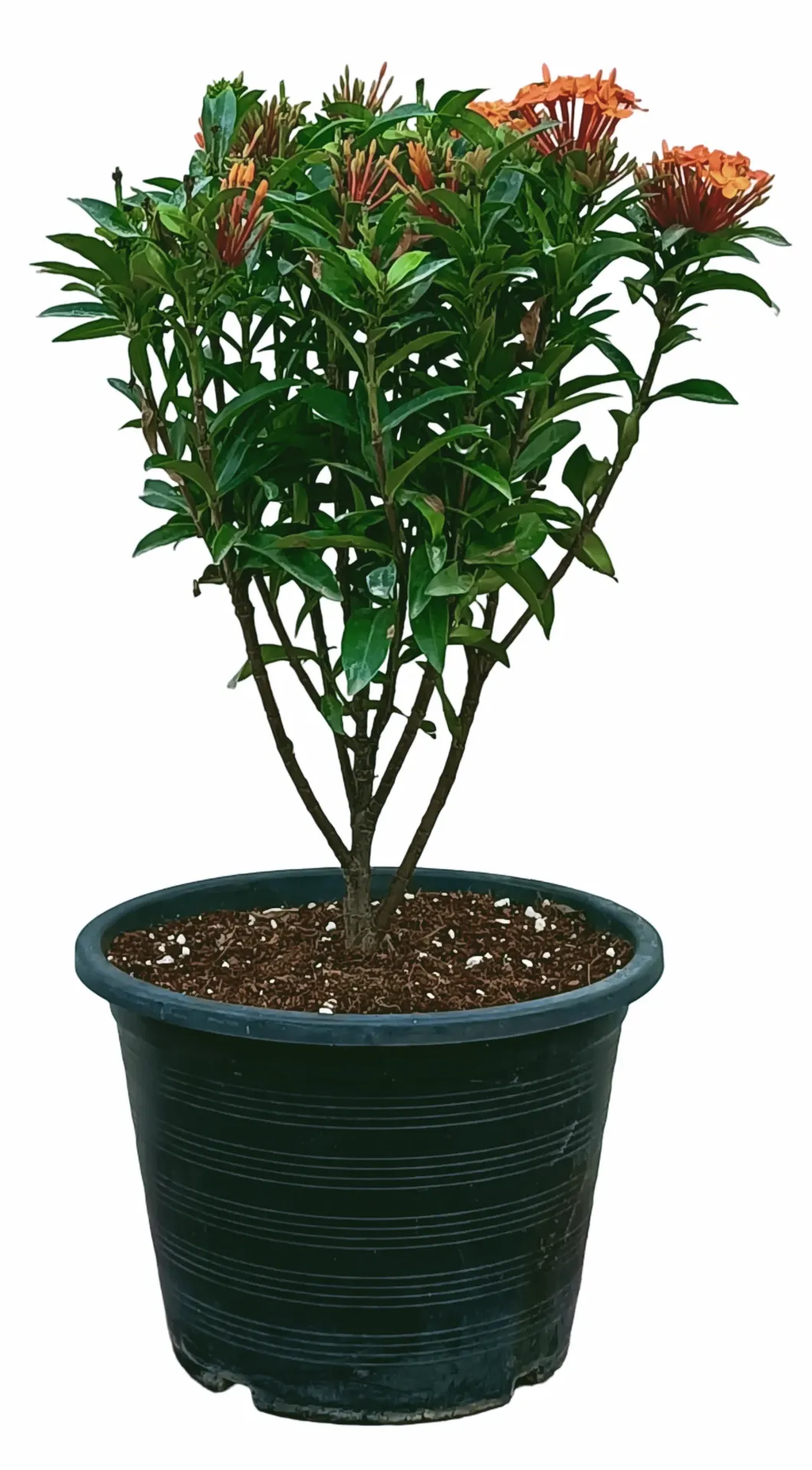 [OP-IXO01A-10P-LOC] Jungle Flame - Ixora chinensis - Orange Color - 10L - OH: 30 cm to 40 cm - Outdoor Plant