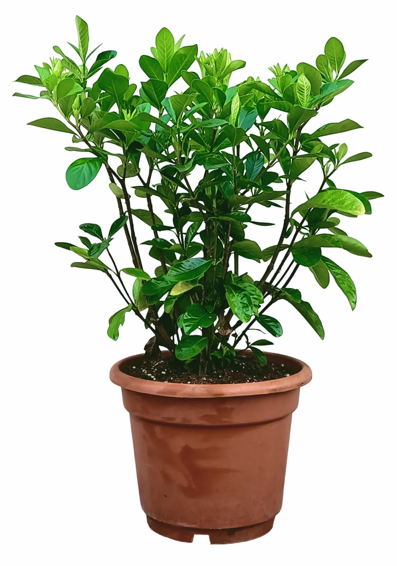 [IP-GAR01A-LOC] Gardenia Jasminoides - Cape Jasmine - OH: 40 cm to 50 cm Outdoor Plant