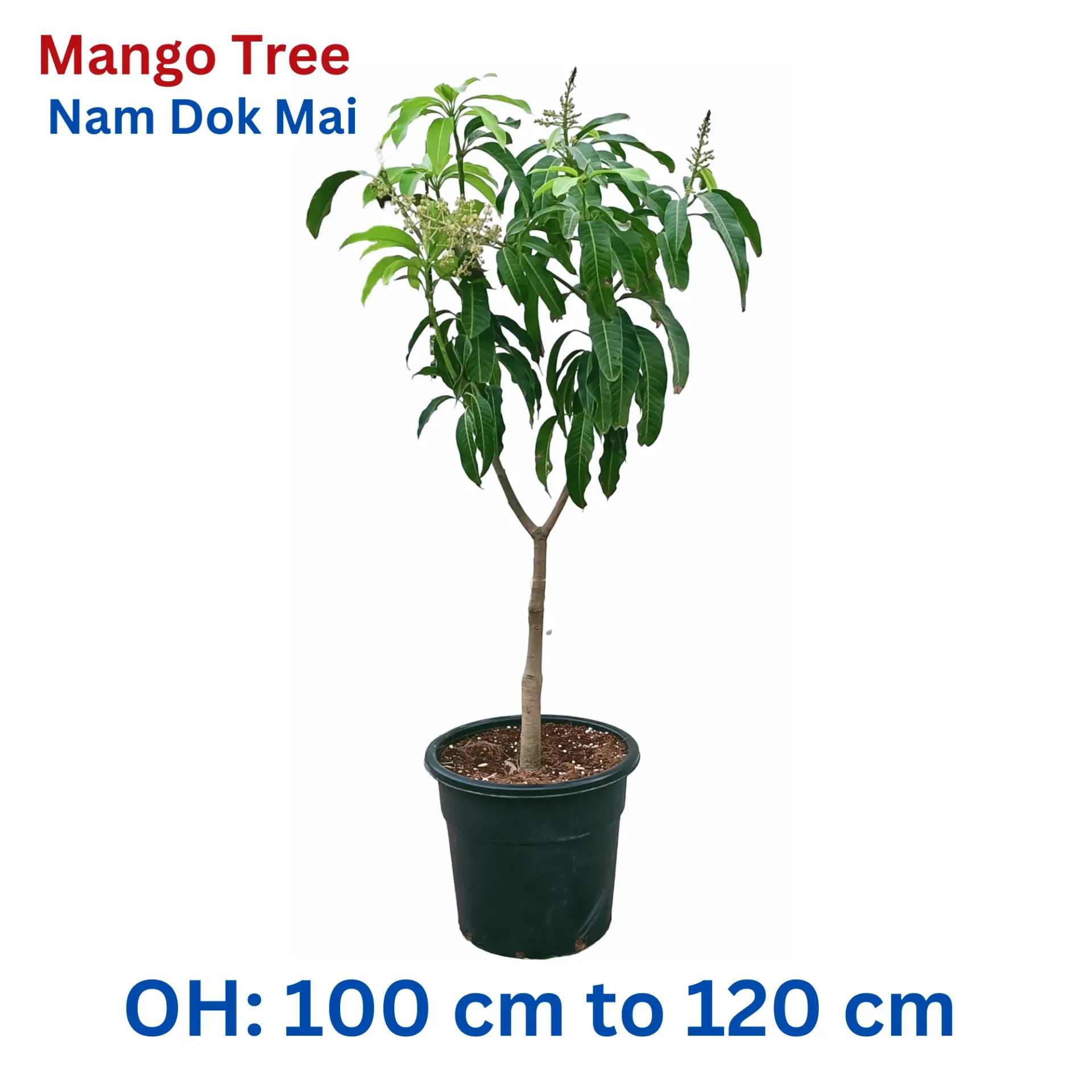 Mango Tree - Mangifera Indica - Nam Dok Mai Mango Thailand - OH: 100 cm to 120 cm - 18L Pot - Outdoor Plant