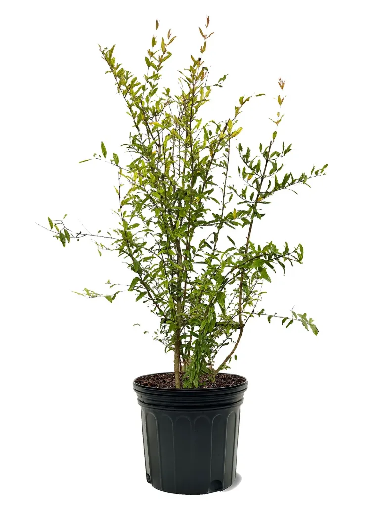 Pomegranat - Punica Granatum - OH: 40 cm to 60 cm - 10L Pot - Outdoor Plant