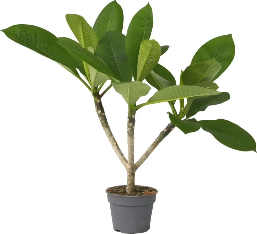 Frangipani - Plumeria Obtusa - OH: 40 cm to 60 cm - Full Sun Flowering Outdoor Plant