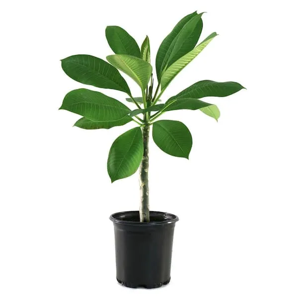 [OP-PLU02B-LOC] Frangipani - Plumeria Obtusa - OH: 20 cm to 30 cm - Full Sun Flowering Outdoor Plant