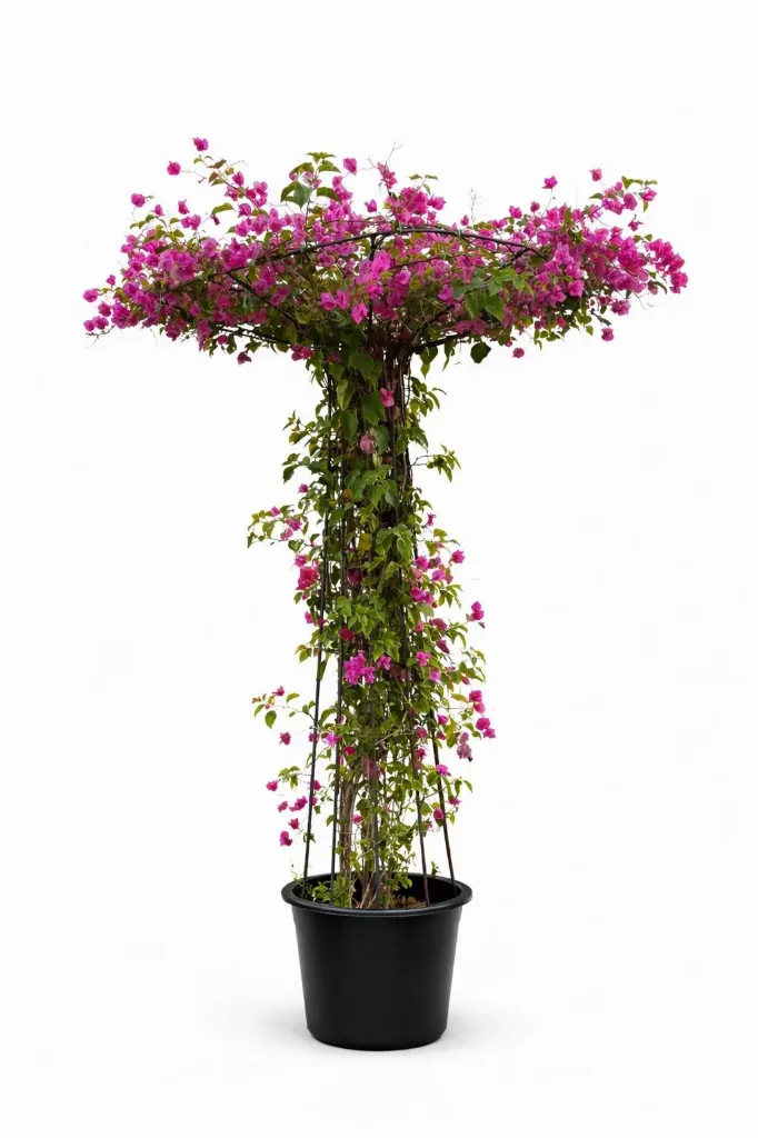 [OP-BOU01G-LOC] Bougainvillea Glabra Bougainvillea - Umbrella Shape - OH: 120 cm to 140 cm - Outdoor Plant